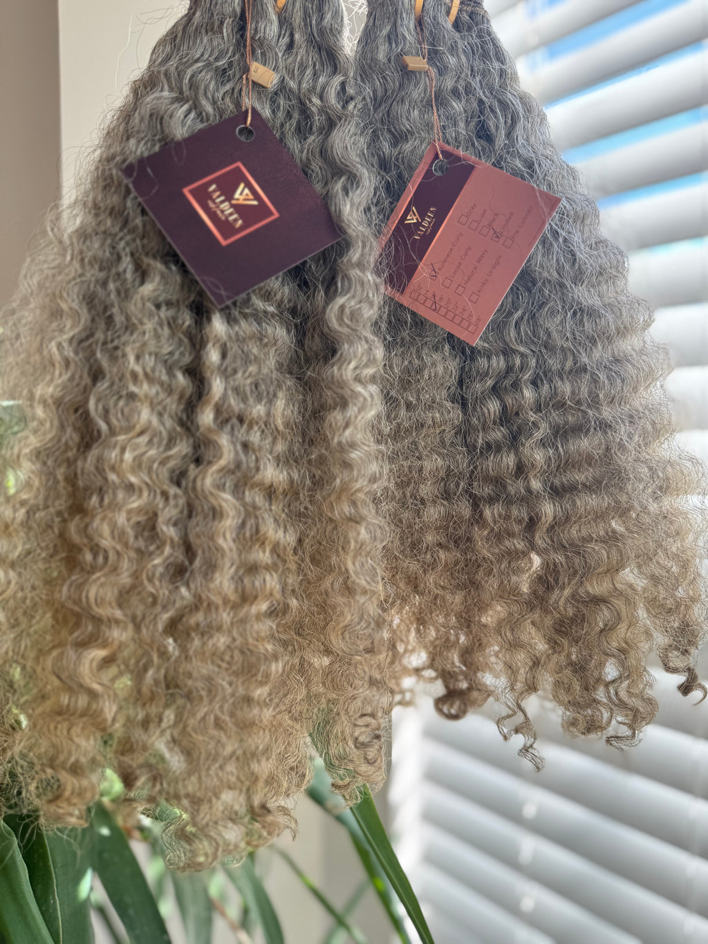 Burmese Curly | Limited - LB4