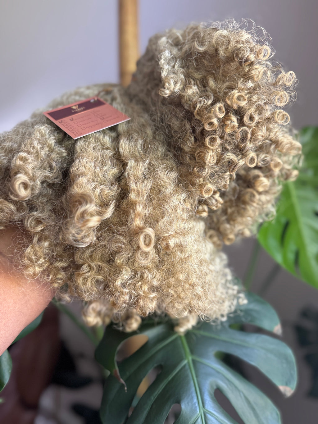 Burmese Curly | Limited - LB3