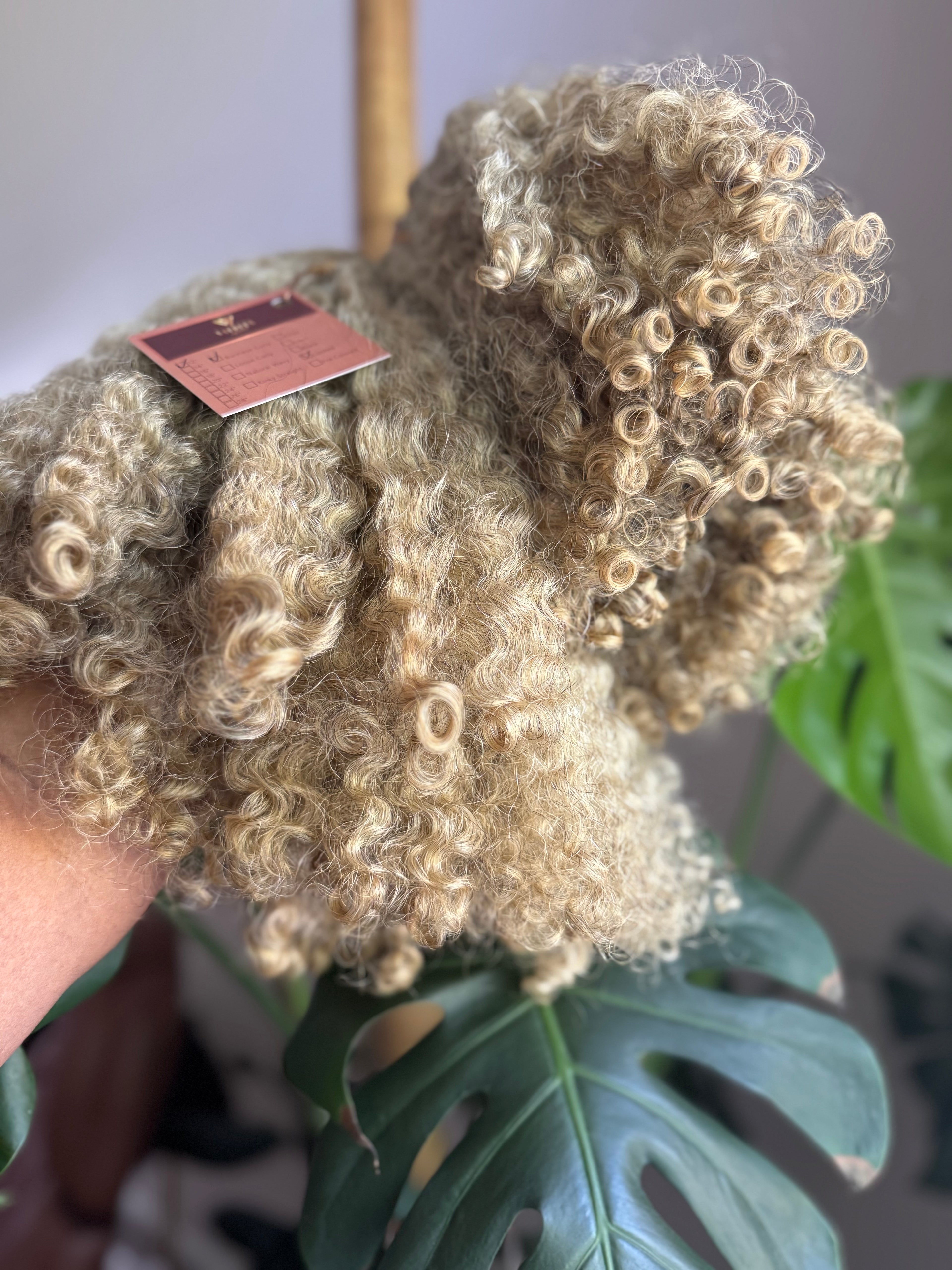 Burmese Curly | Limited - LB3