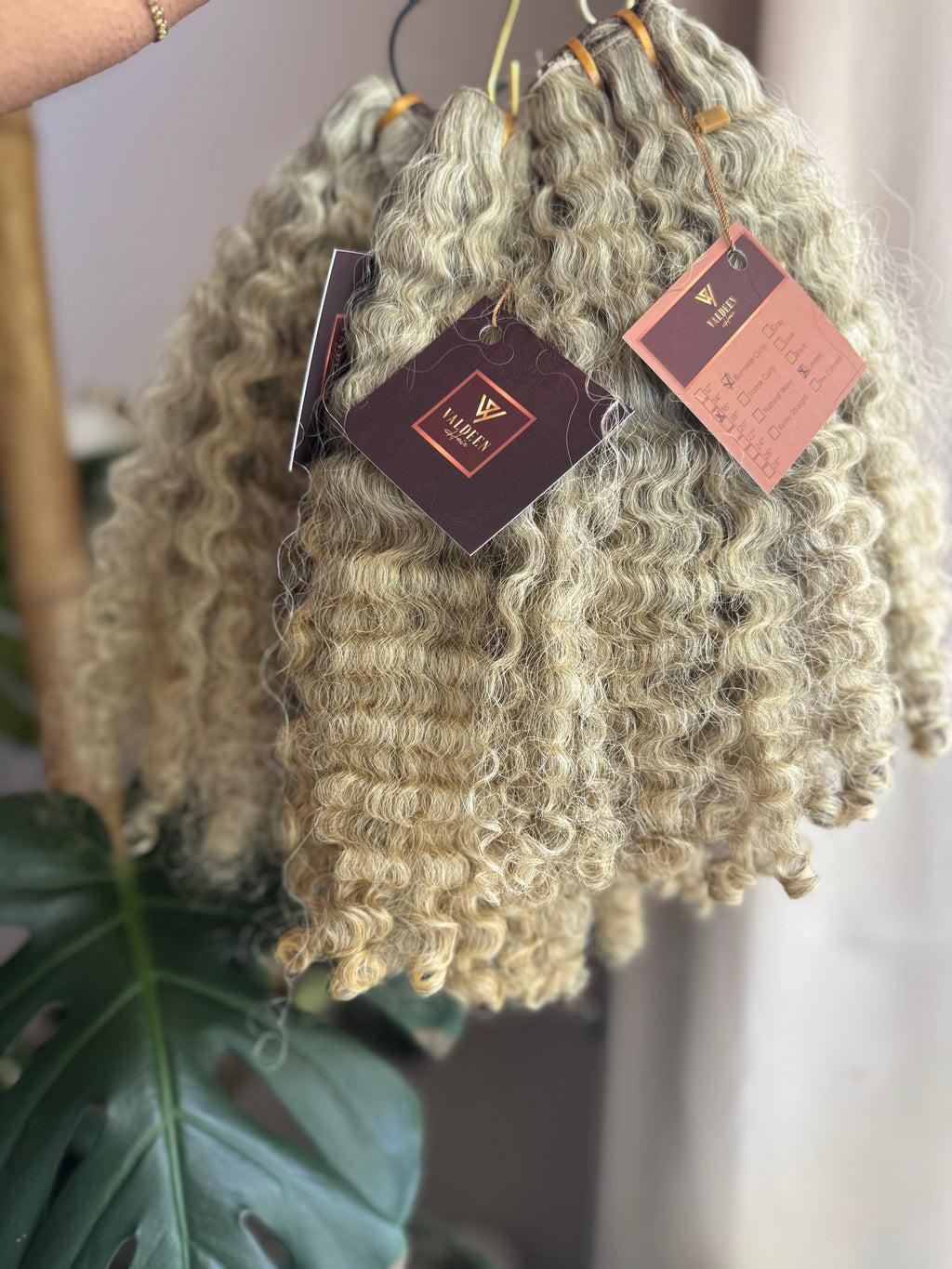 Burmese Curly | Limited - LB3