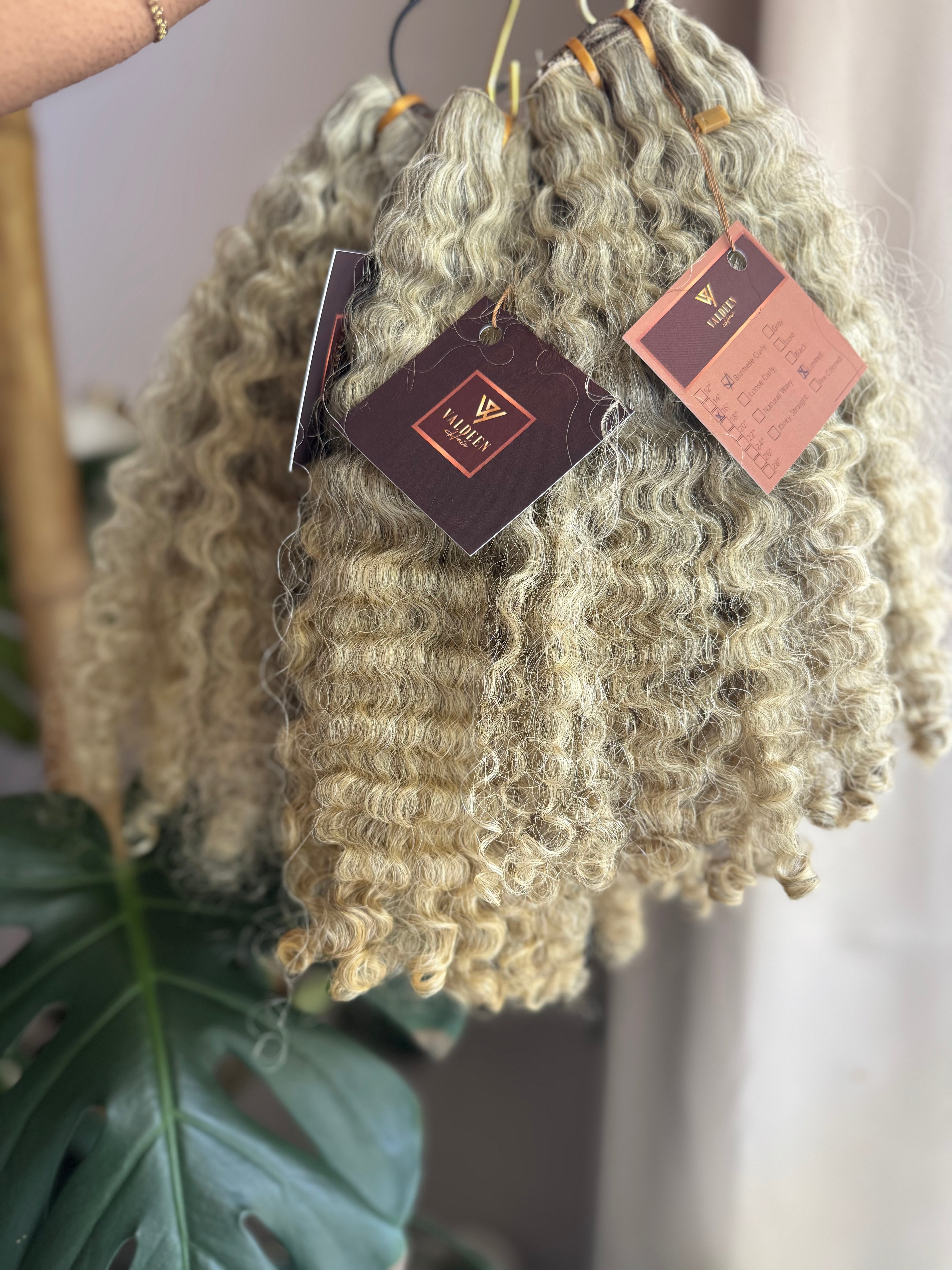 Burmese Curly | Limited - LB3