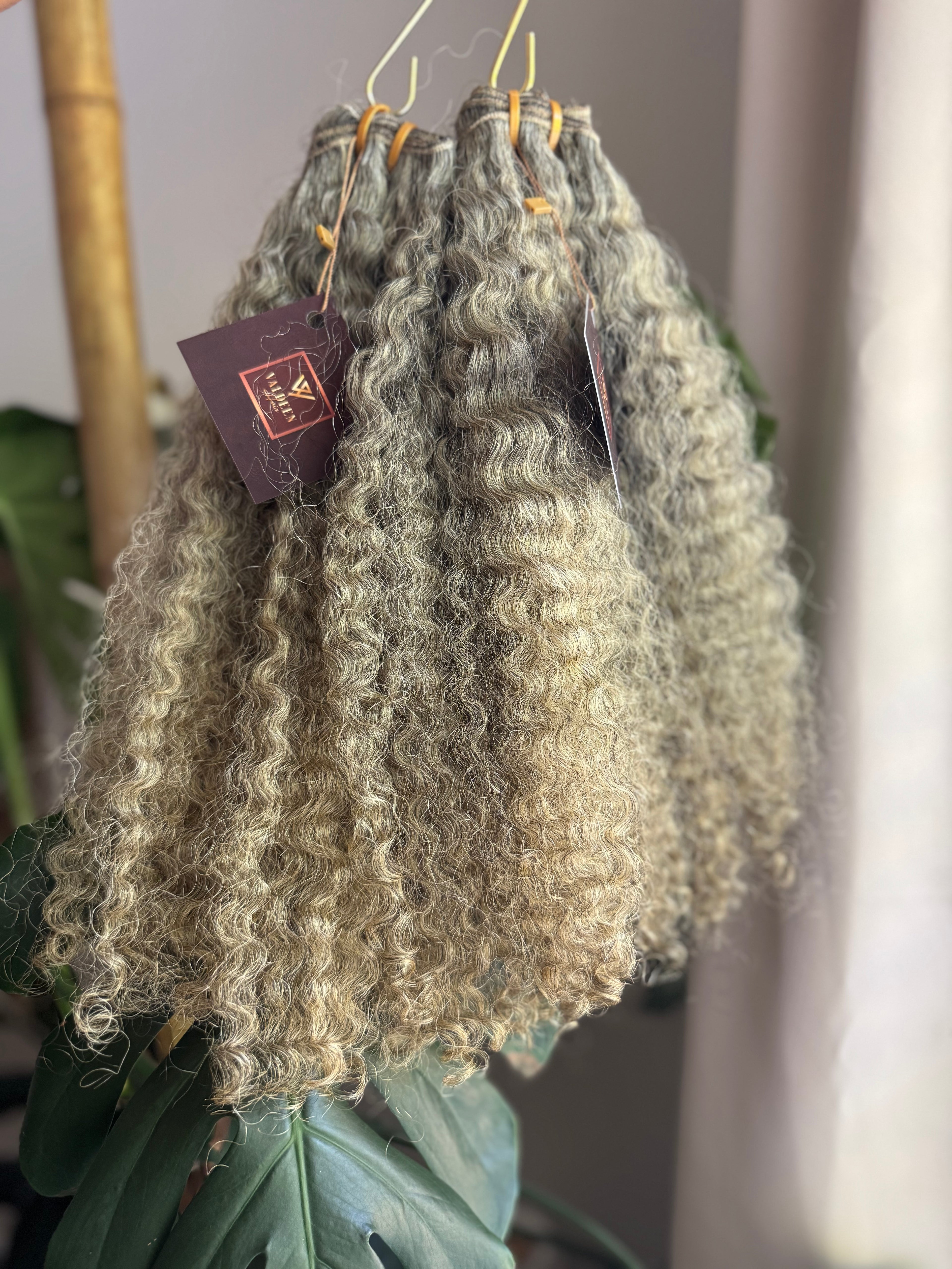 Burmese Curly | Limited - LB4