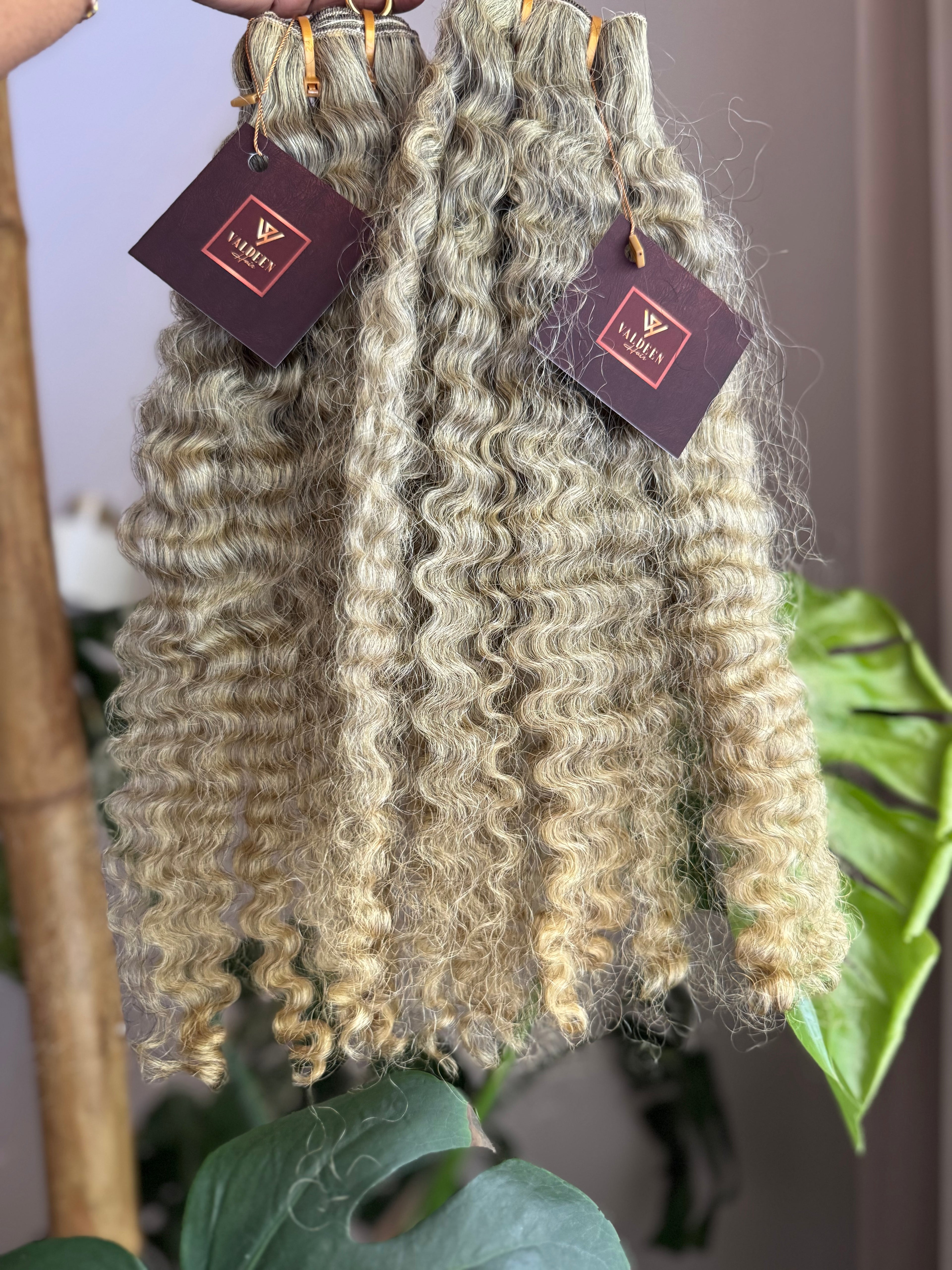 Burmese Curly | Limited - LB2