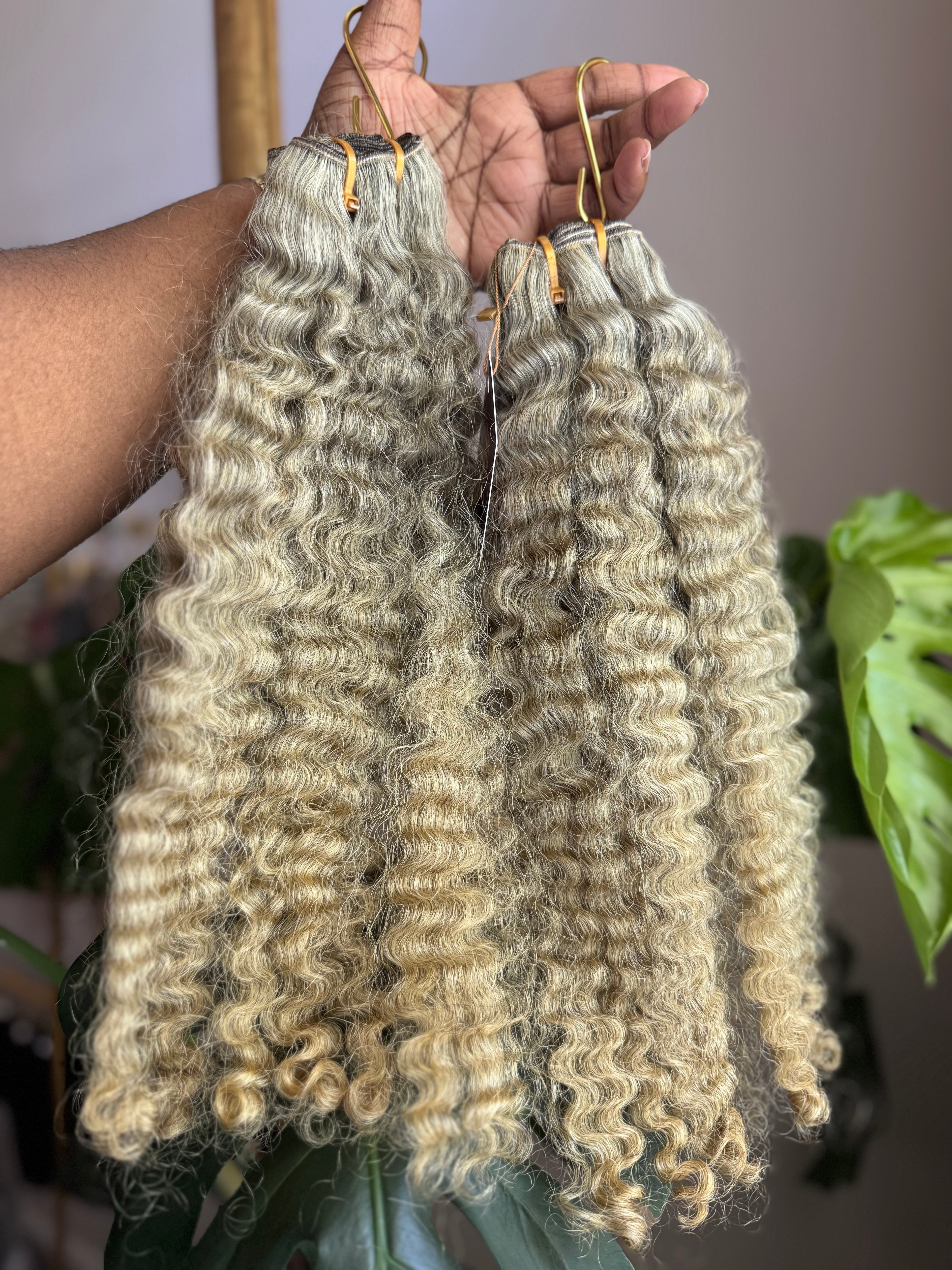 Burmese Curly | Limited - LB2