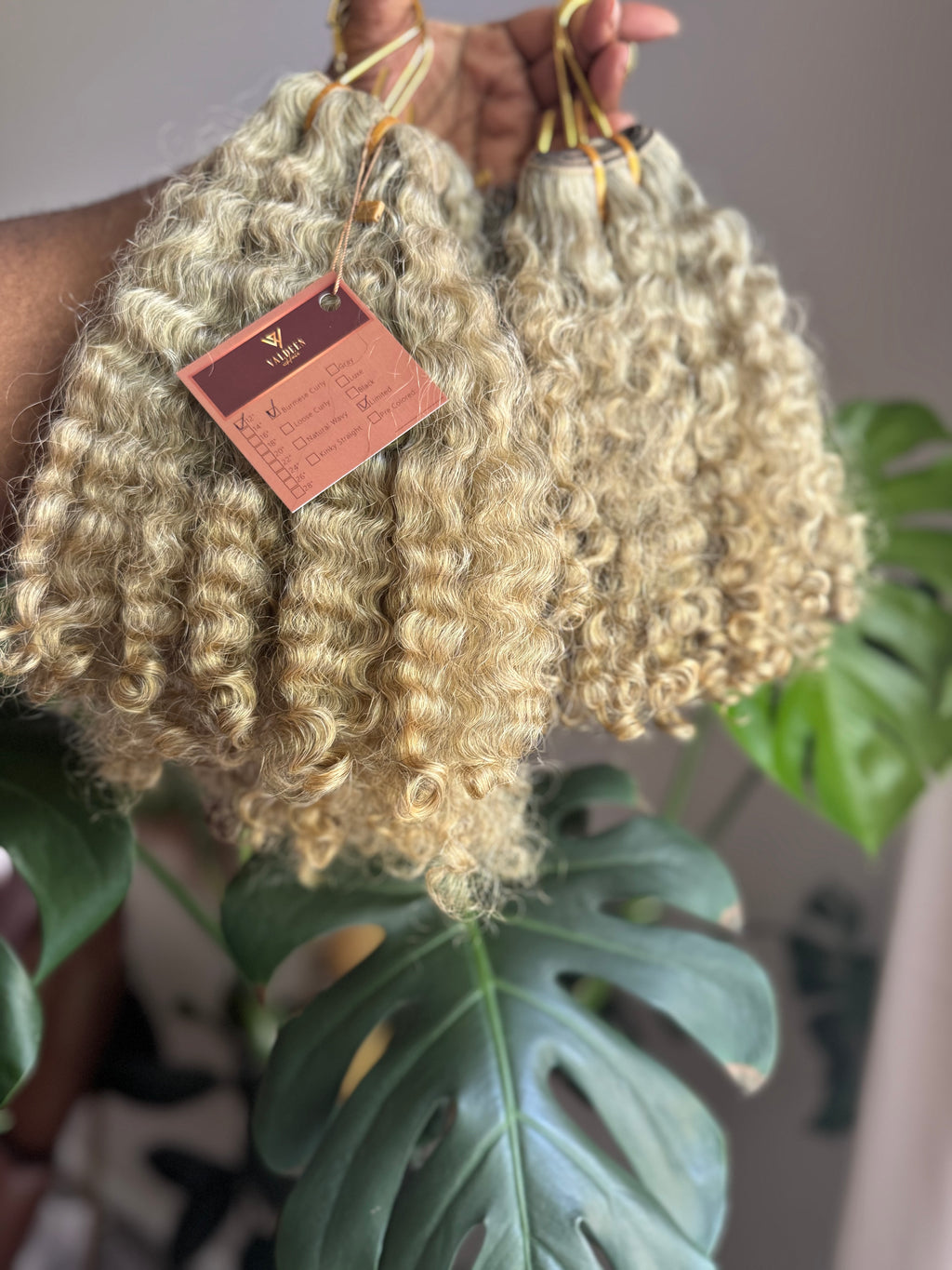 Burmese Curly | Limited - LB3