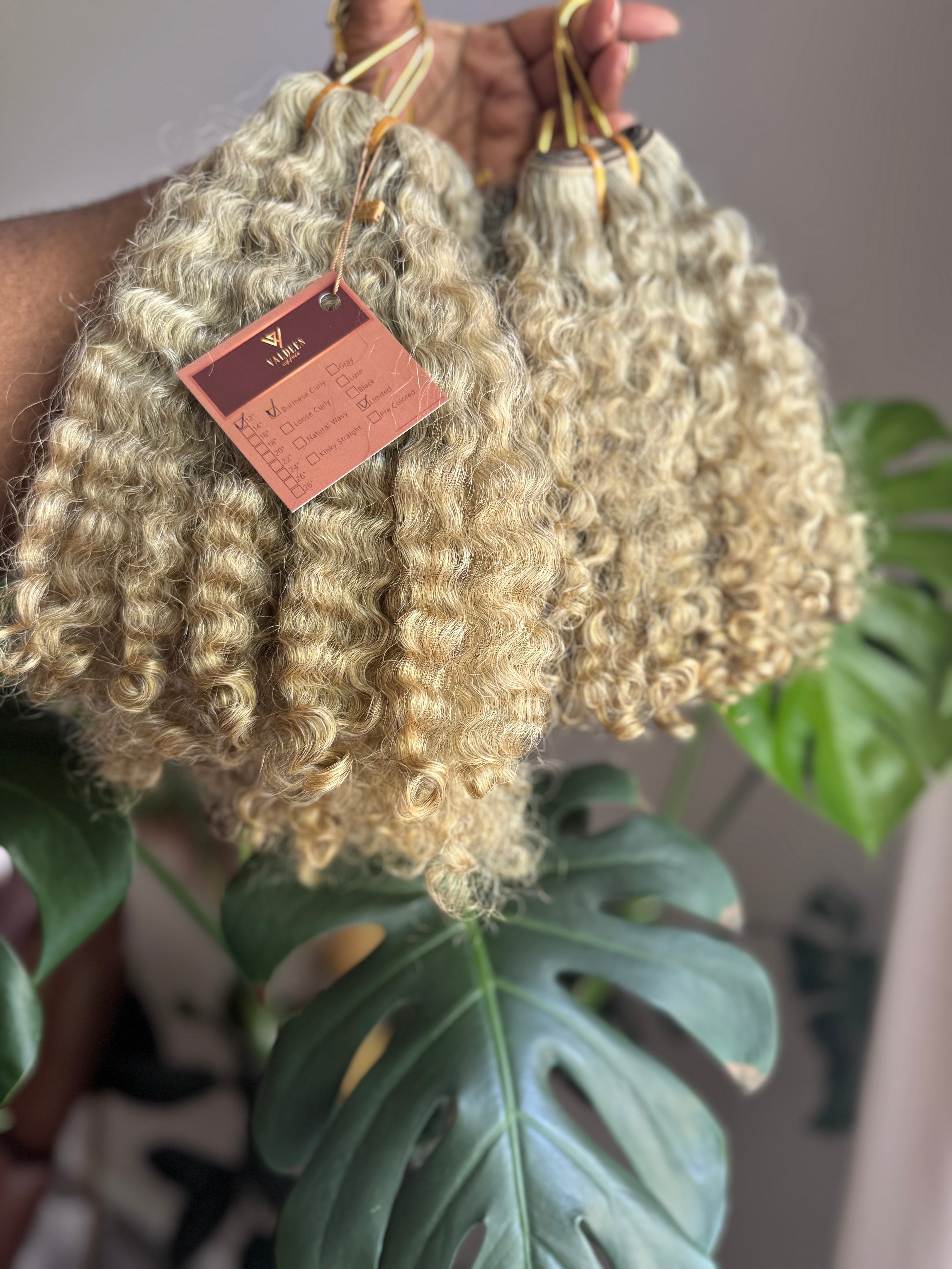 Burmese Curly | Limited - LB3