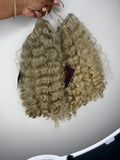 Burmese Curly | Limited - LCIB2