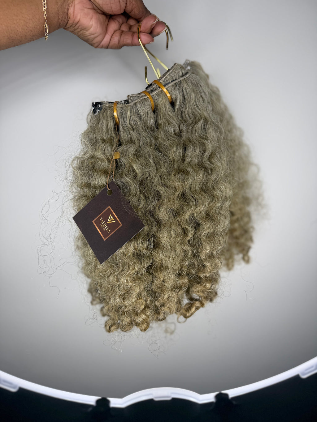 Burmese Curly | Limited - LCIB2