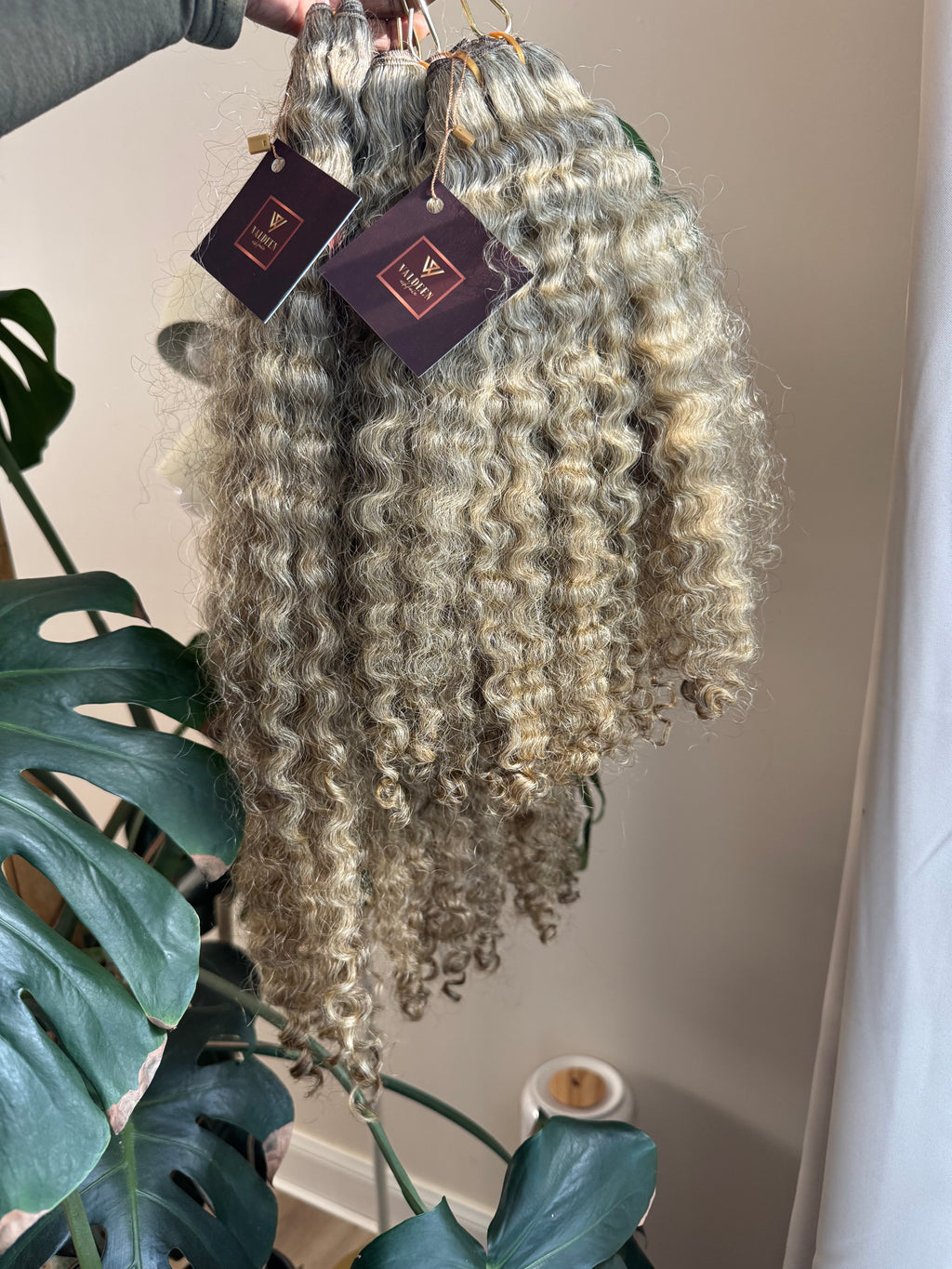 Burmese Curly | Limited - LB3