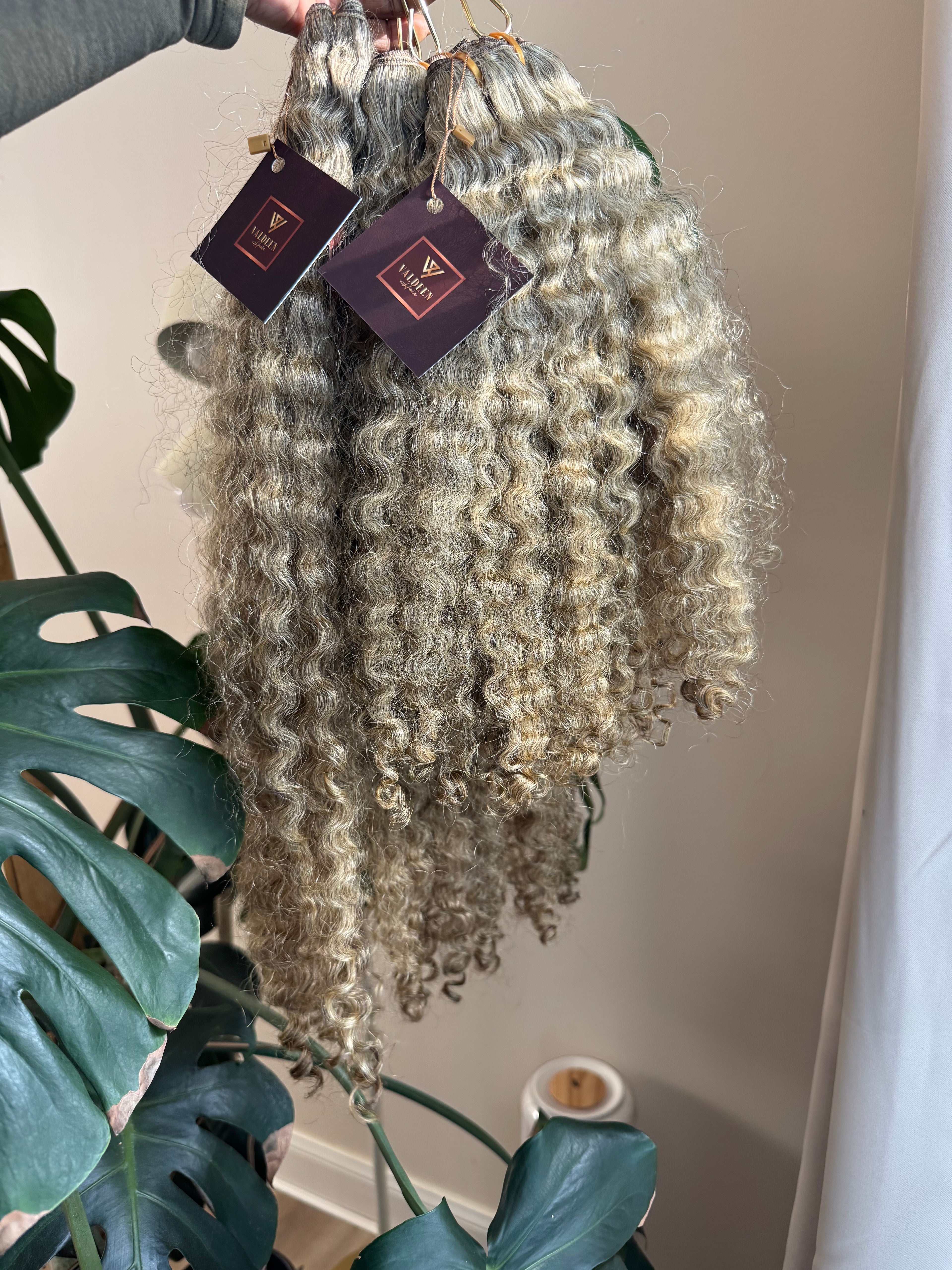Burmese Curly | Limited - LB3