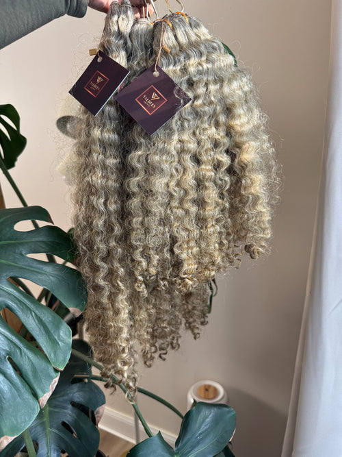 Burmese Curly | Limited - LB3