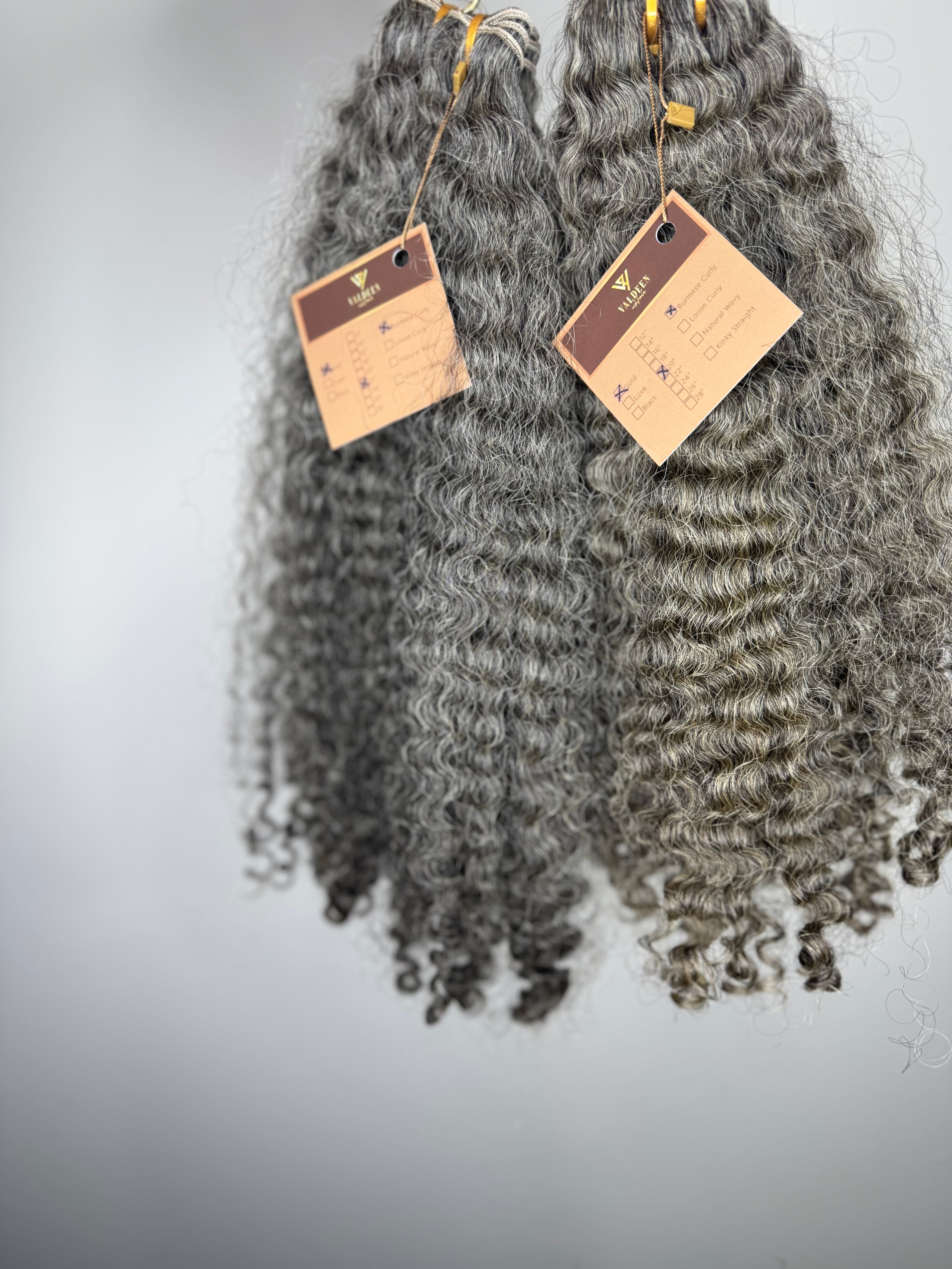 Burmese Curly | Gray