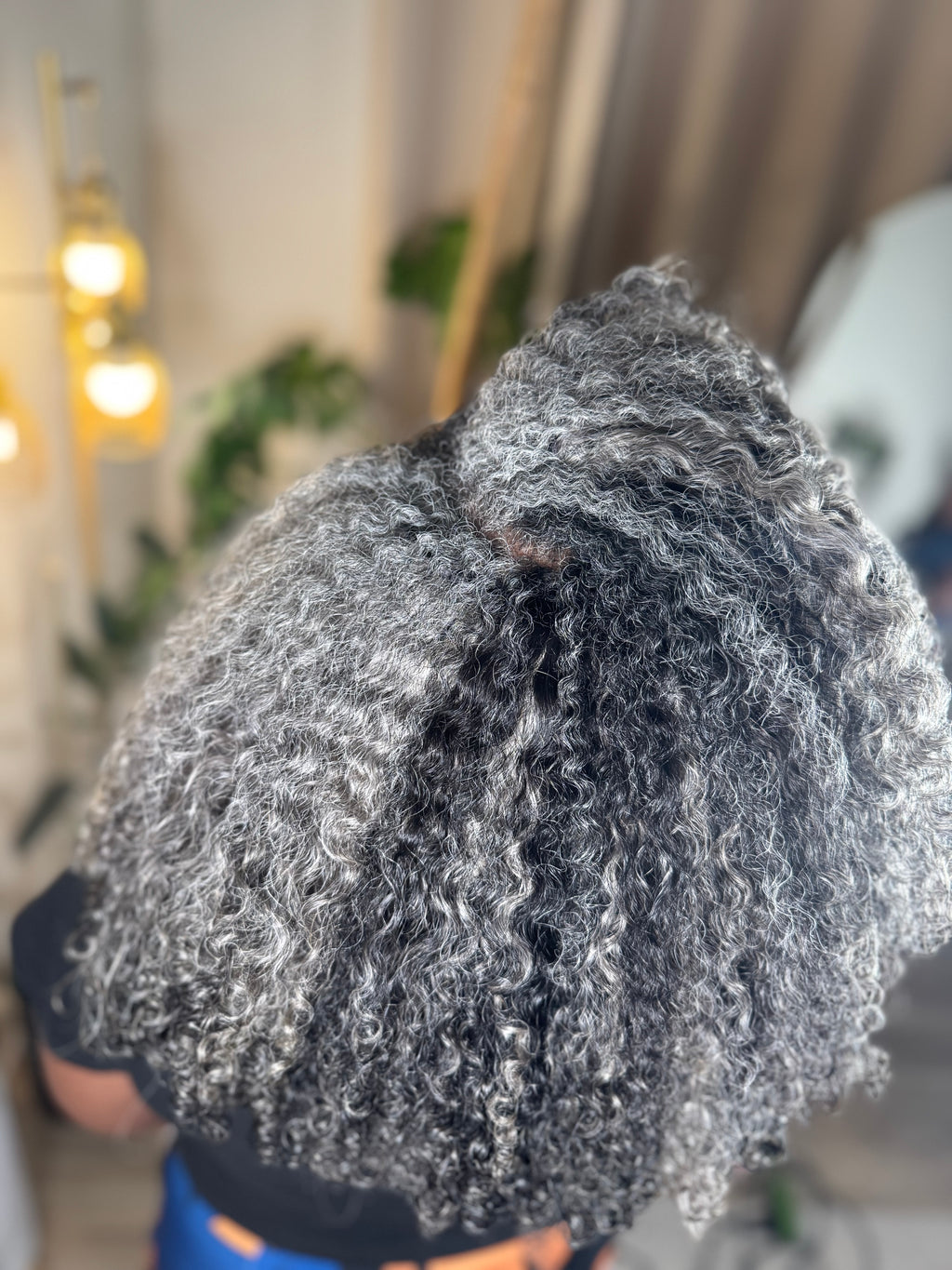 Burmese Curly | Gray