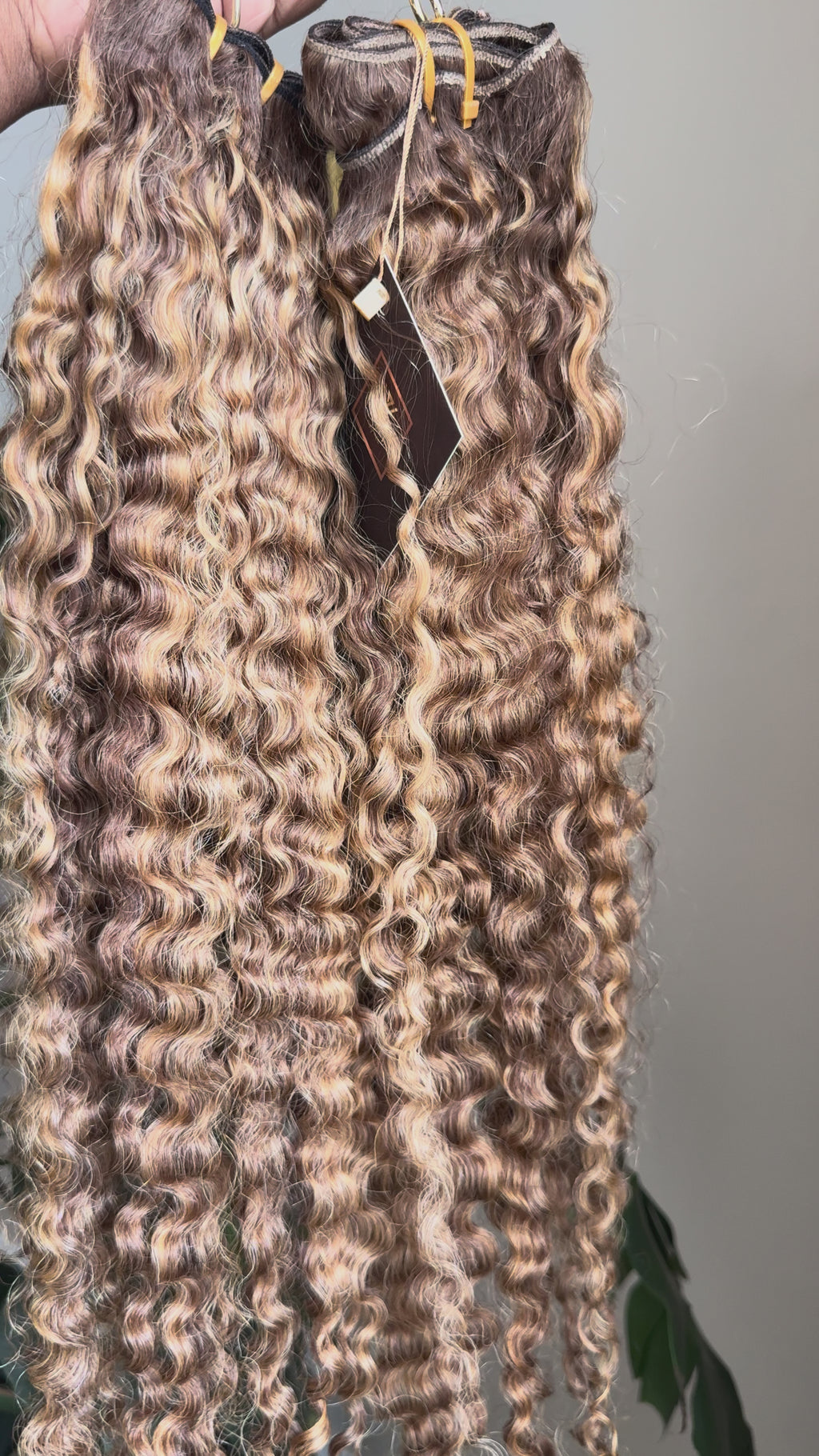 Burmese Curly | Toffee