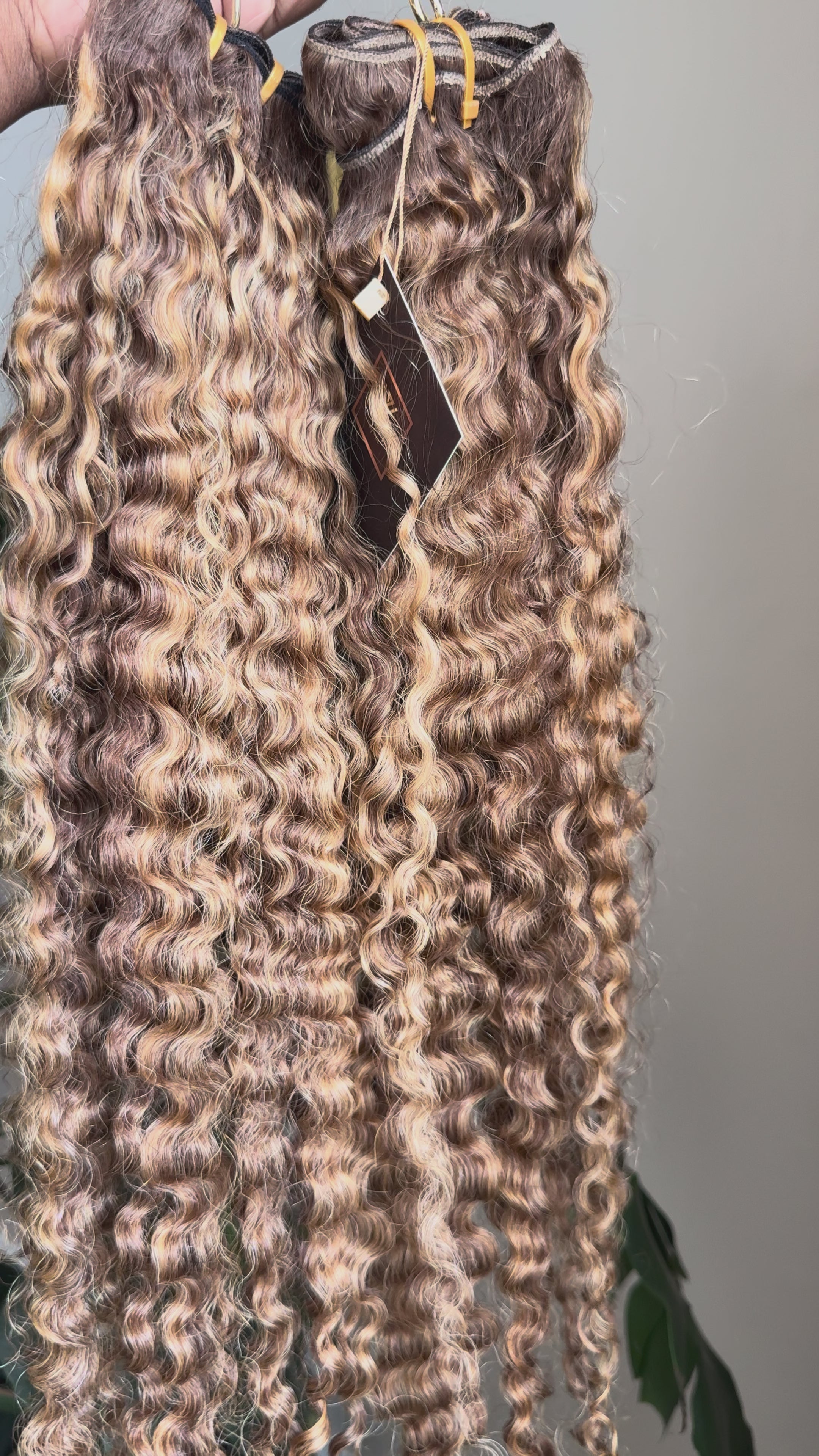 Burmese Curly | Toffee